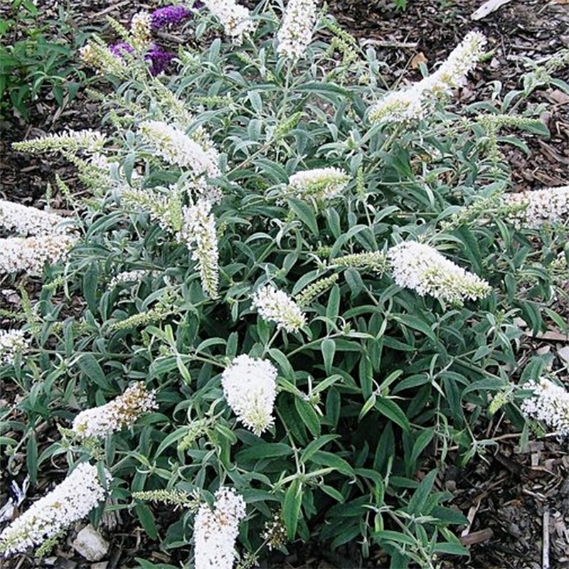 Liliacul de vară-Buddleja ‘White Ball’