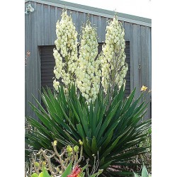 Yucca filamentosa