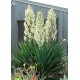 Yucca filamentosa