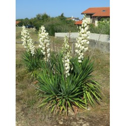 Yucca filamentosa