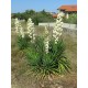 Yucca filamentosa