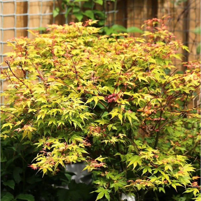Artar Japonez KATSURA (Acer palmatum Katsura)