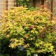 Artar Japonez KATSURA (Acer palmatum Katsura)
