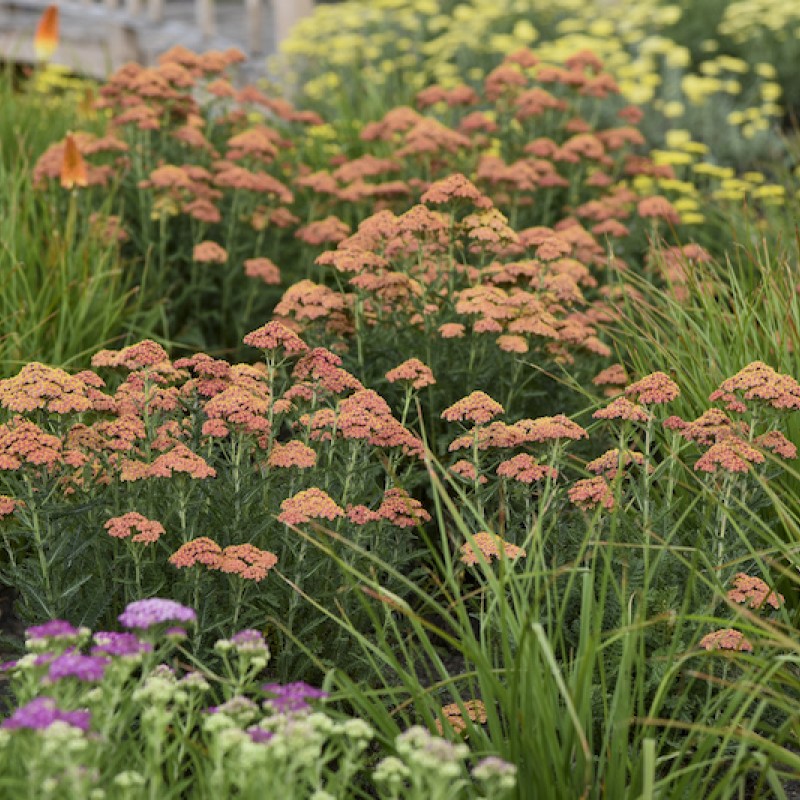 Coada șoricelului (Achillea Terracotta)