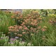 Coada șoricelului (Achillea Terracotta)