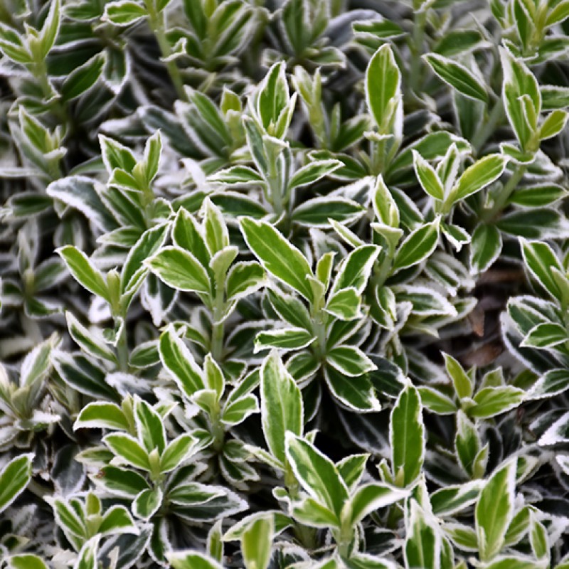 Euonymus japonicus ‘Microphyllus Albovariegatus’ 