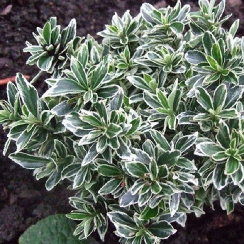 Euonymus japonicus ‘Microphyllus Albovariegatus’ 