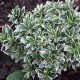 Euonymus japonicus ‘Microphyllus Albovariegatus’ 