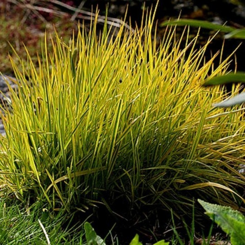 Alopecurus pratensis ‘Aureovariegatus’ 