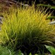 Alopecurus pratensis ‘Aureovariegatus’ 