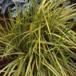 Alopecurus pratensis ‘Aureovariegatus’ 
