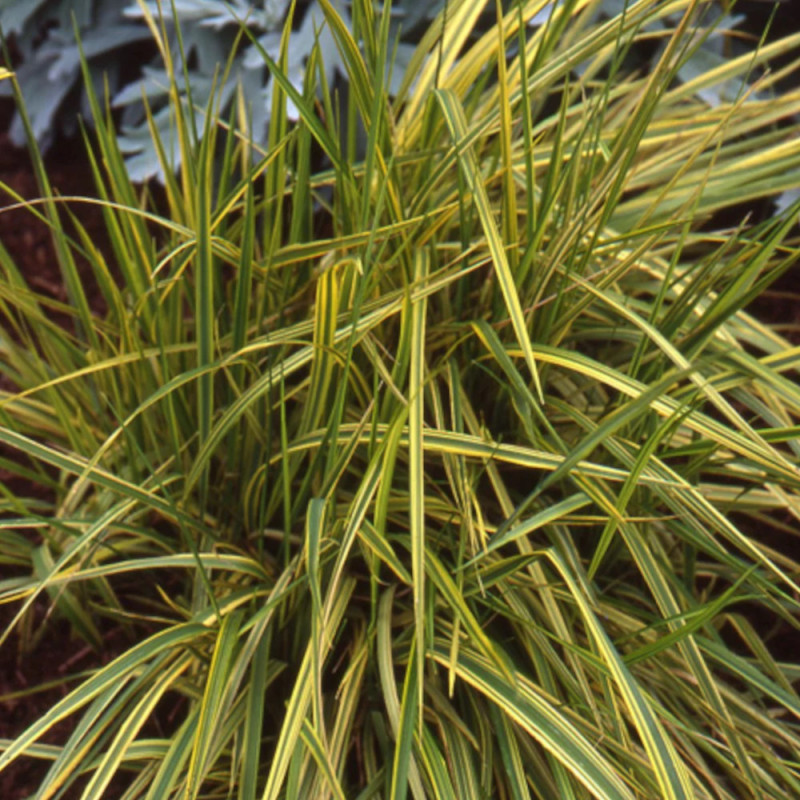 Alopecurus pratensis ‘Aureovariegatus’ 