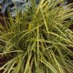 Alopecurus pratensis ‘Aureovariegatus’ 