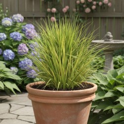 Alopecurus pratensis ‘Aureovariegatus’ 