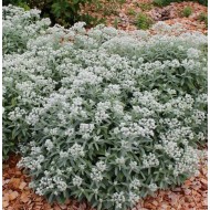 Anaphalis triplinervis 'Silver Wave' – Anaphalis cu frunziș argintiu