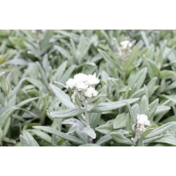 Anaphalis triplinervis 'Silver Wave' – Anaphalis cu frunziș argintiu
