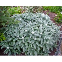 Anaphalis triplinervis 'Silver Wave' – Anaphalis cu frunziș argintiu