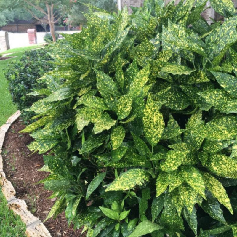 Aucuba Japonica (Pomul de aur)