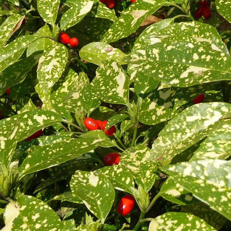 Aucuba Japonica (Pomul de aur)