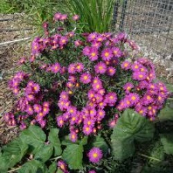 Symphyotrichum novi-belgii ‘Island Bahamas’ - Aster roz