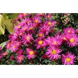 Symphyotrichum novi-belgii ‘Island Bahamas’ - Aster roz
