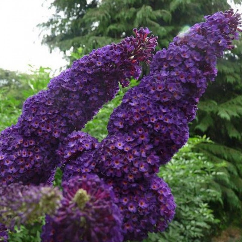 Liliac de Vară (Buddleja davidii Black Knight)