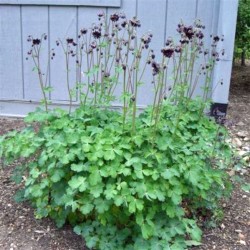 Aquilegia vulgaris ‘Black Barlow’ 