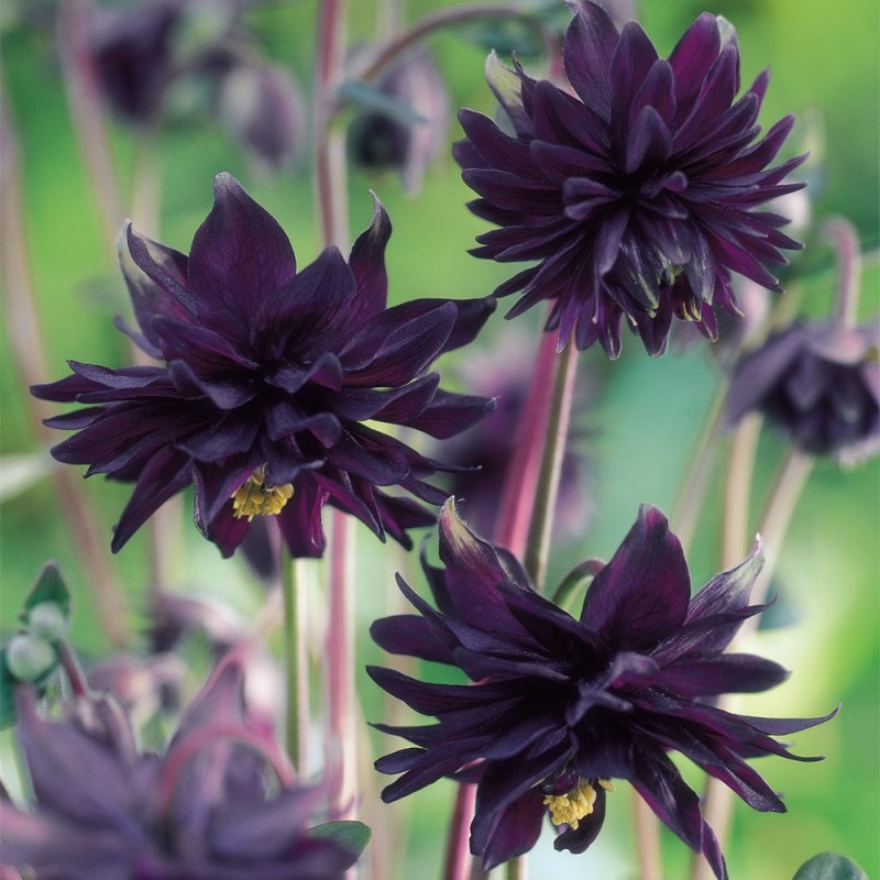Aquilegia vulgaris ‘Black Barlow’ 