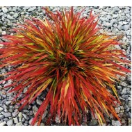 Hakonechloa macra 'Beni-Kaze' – iarbă ornamentală japoneză