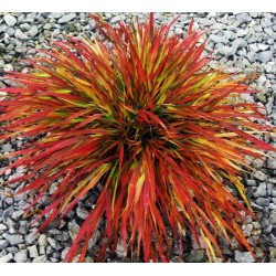 Hakonechloa macra 'Beni-Kaze' – iarbă ornamentală japoneză