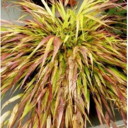 Hakonechloa macra 'Beni-Kaze' – iarbă ornamentală japoneză