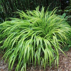 Hakonechloa macra 'Beni-Kaze' – iarbă ornamentală japoneză