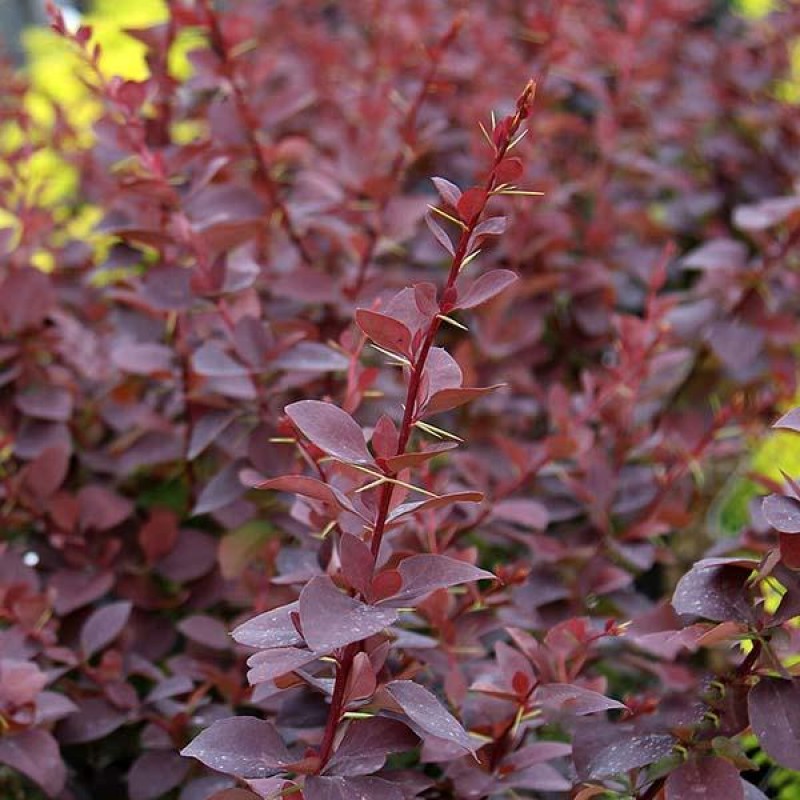 Berberis  ‘Superba’
