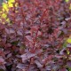 Berberis  ‘Superba’