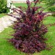 Berberis  ‘Superba’