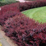 Berberis  ‘Superba’