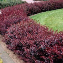 Berberis  ‘Superba’