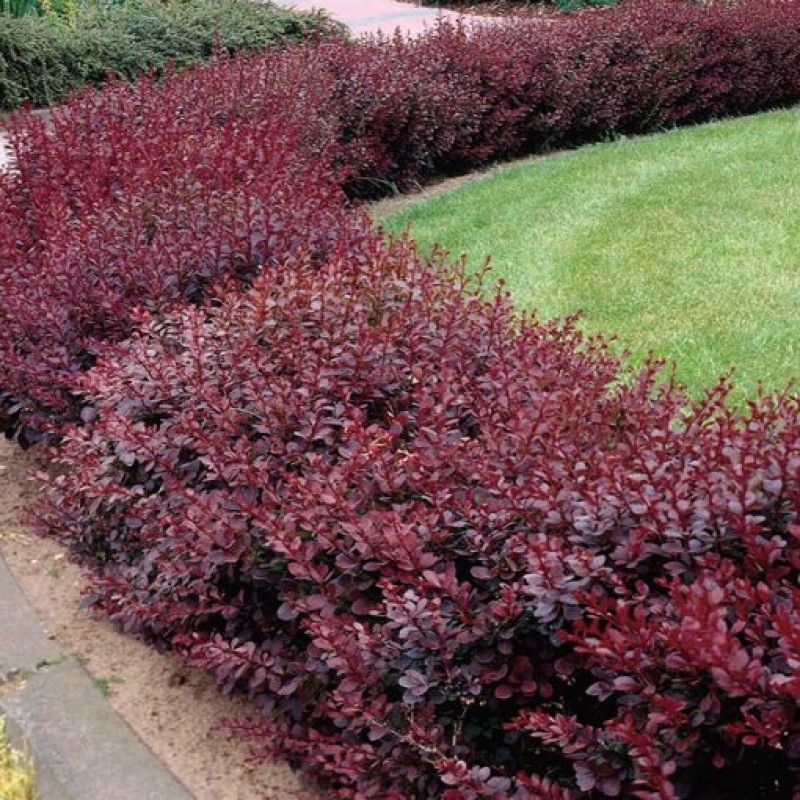 Berberis  ‘Superba’