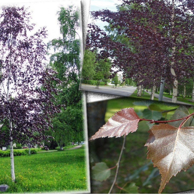 Mesteacăn purpuriu (Betula pendula Purpurea)