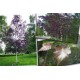 Mesteacăn purpuriu (Betula pendula Purpurea)