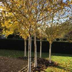 Betula pendula 'Doorenbos' – Mesteacăn alb