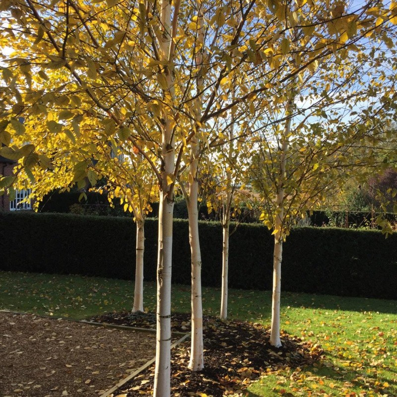 Betula pendula 'Doorenbos' – Mesteacăn alb