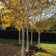 Betula pendula 'Doorenbos' – Mesteacăn alb