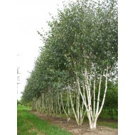 Betula pendula 'Doorenbos' – Mesteacăn alb