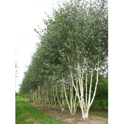 Betula pendula 'Doorenbos' – Mesteacăn alb