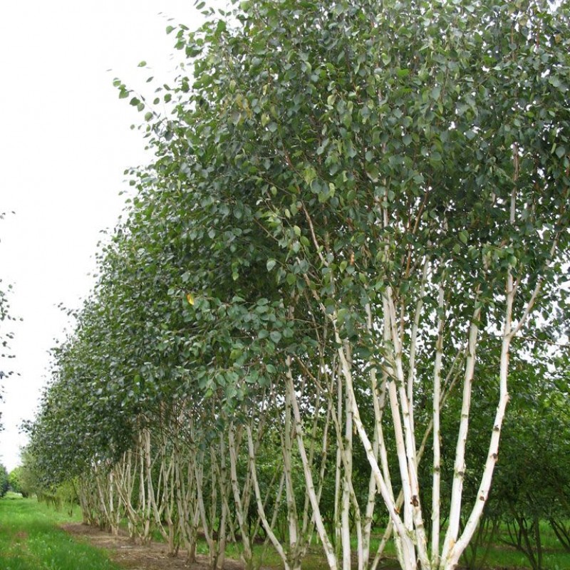 Betula pendula 'Doorenbos' – Mesteacăn alb