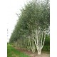 Betula pendula 'Doorenbos' – Mesteacăn alb