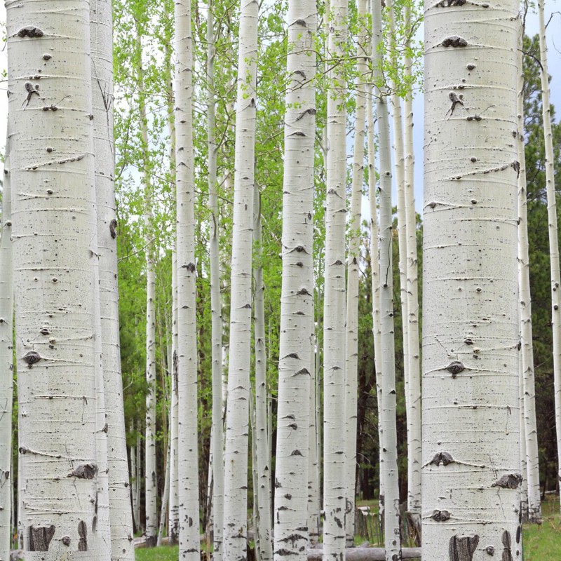 MESTEACĂN  (Betula Pendula) 80-100cm