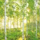 MESTEACĂN  (Betula Pendula) 80-100cm