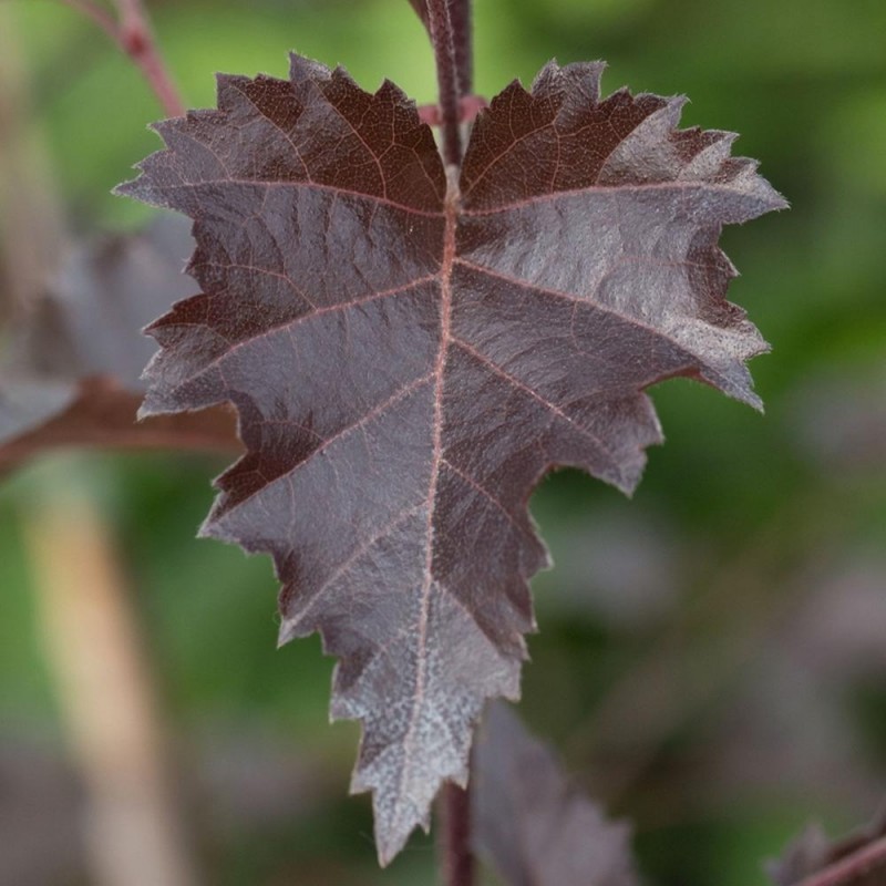 Mesteacăn purpuriu (Betula pendula Purpurea)